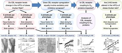 Up-regulation of CB1 cannabinoid receptors located at glutamatergic terminals in the medial prefrontal cortex of the obese Zucker rat